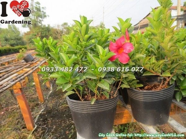 Cây Trang Đài Ms 23225 trồng chậu trang trí ban công