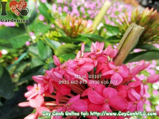 Cây Trang Mỹ 35cm – hoa cụm hồng trên đỉnh cành, trang trí sân vườn
