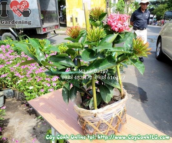 Cây Trang Mỹ cao 35cm Ms 03107 – trồng bồn hoa trang trí sân vườn
