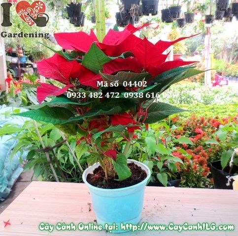 Cây trạng nguyên 30cm trồng chậu trang trí sân vườn quán cà phê