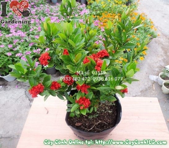 Cây Trang Sen ưa sáng mạnh, trồng ngoài trời cho hoa nhiều
