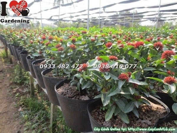 Cây Trang Sen hoa đỏ rực rỡ tại vườn ILG