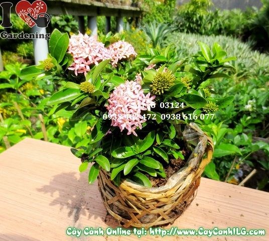 Cây trang thái hồng cao 20cm – chùm hoa hồng chi tiết