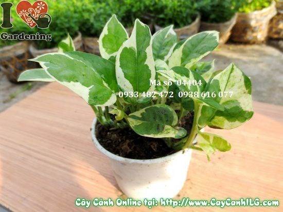 Trầu Bà Cẩm Thạch trong ánh sáng gián tiếp – lá vân đẹp