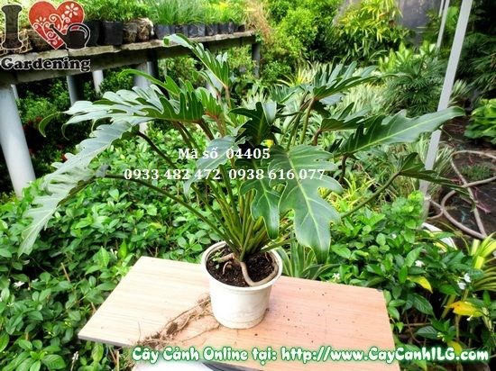 Lá trầu bà khía cao 45cm hình lông vũ xanh đậm