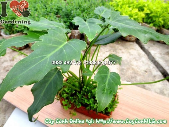 Cây trầu bà lá xẻ chậu rêu ms 12557 – dáng xòe tròn tự nhiên