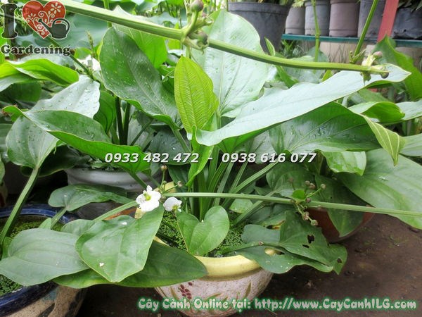Cây trầu bà nước cao 50cm xanh tươi tại vườn ILG
