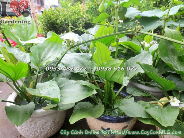 Cây trầu bà nước lớn trồng ven hồ cảnh quan