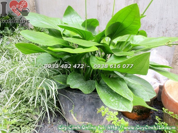 Cây trầu bà nước lớn xanh sum suê tại vườn ILG