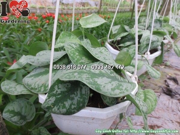 Cây trầu bà pháp trồng chậu treo trang trí không gian xanh