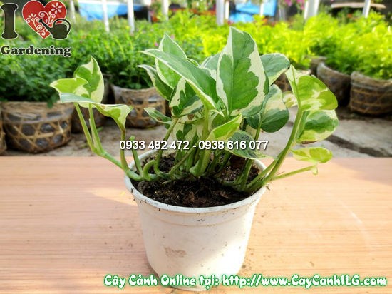 Hình ảnh cây trầu bà sữa Ms 12529 – lá xanh đốm trắng sữa