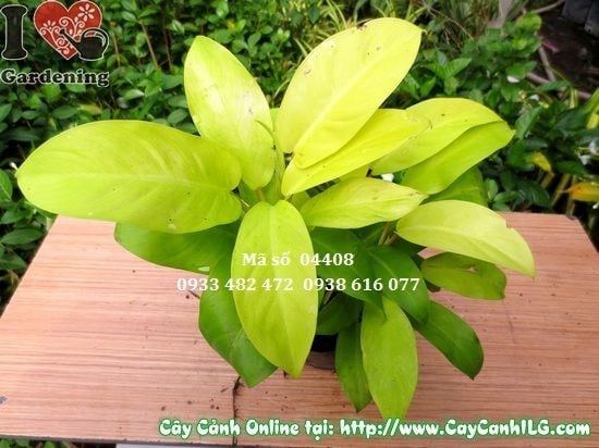 đặc điểm lá cây trầu bà vàng 20cm