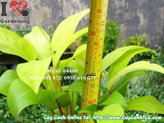 hình ảnh cây trầu bà vàng 20cm đẹp