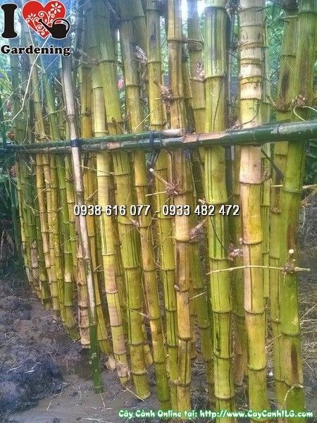 Hàng tre vàng trồng dọc lối đi tạo không gian xanh mát, phong thủy đẹp
