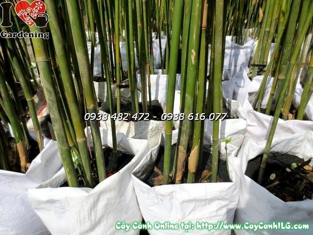 Cây trúc cần câu cao 2m làm cảnh quan sân vườn