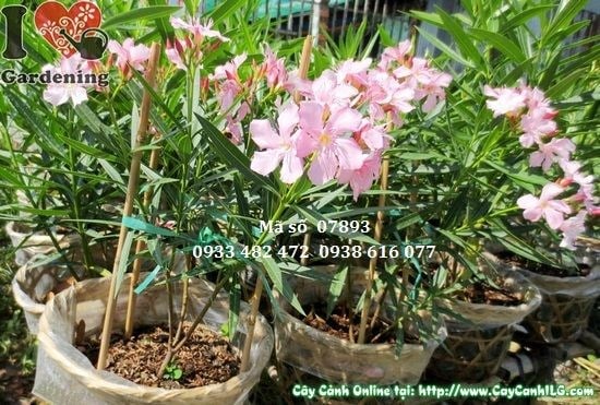 Cây trúc đào hồng cao 30cm – giống cây cảnh hoa hồng đẹp