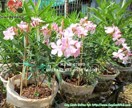 Hoa trúc đào hồng – chùm hoa màu hồng đẹp rực rỡ