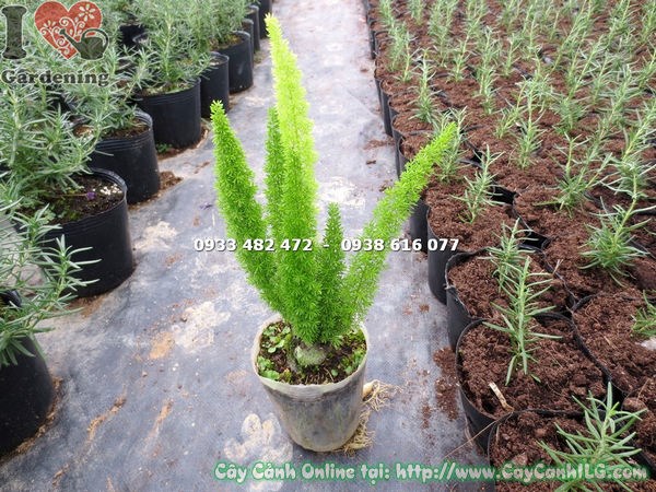 Cây trúc đuôi chồn khỏe mạnh - phòng ngừa sâu bệnh hiệu quả