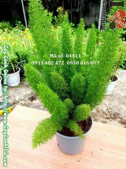 Cây trúc đuôi chồn - đặc điểm lá xẻ thùy đặc trưng duyên dáng