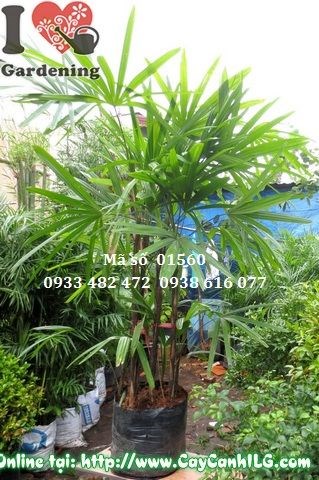 Chăm sóc cây trúc mây cao 120cm – phân bón và ánh sáng