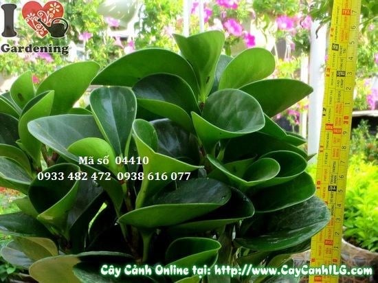 Cây trường sinh 30cm - chăm sóc đơn giản, phù hợp mua số lượng lớn