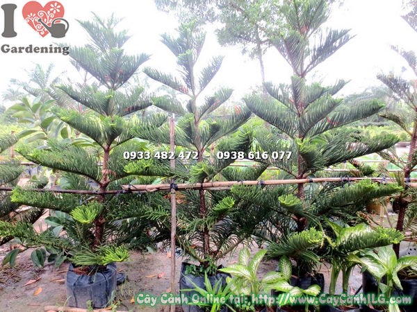Cây tùng bách tán cao 1m7 – Ms 17836 tại vườn ILG