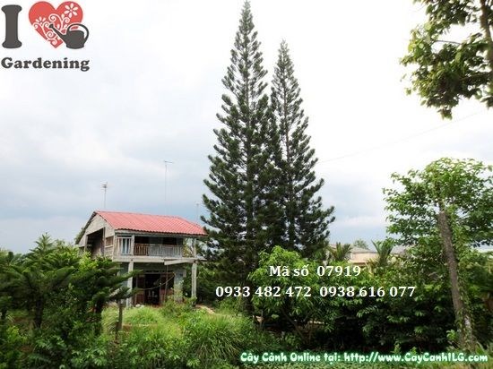 Cây tùng bách tán cổ thụ cao 25m - vẻ đẹp hùng vĩ
