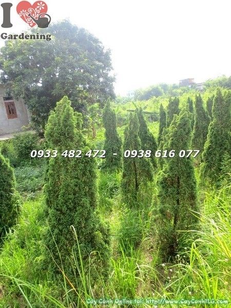 Cây Tùng Búp cao 1m5 tán lá xanh đều đẹp