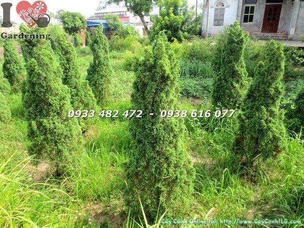 Cây Tùng Búp trang trí sân vườn đẹp