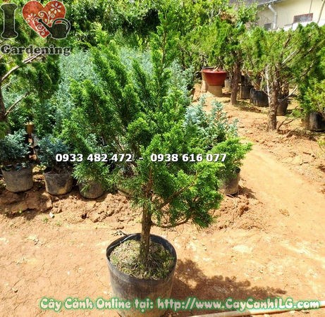 Cây Tùng Búp cao 1m đường kính 5cm xanh đẹp