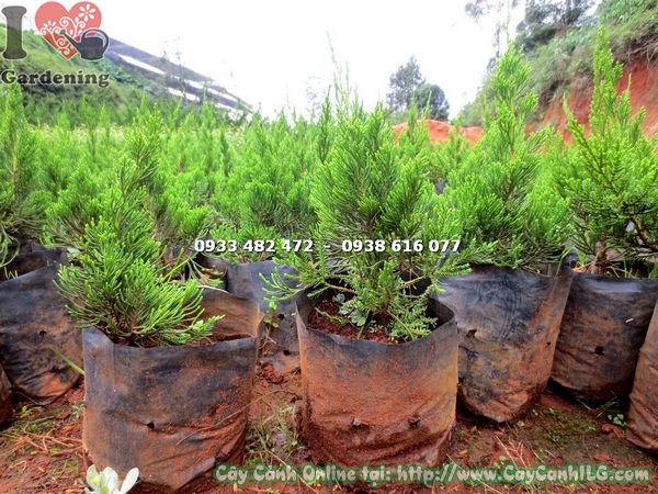 Kỹ thuật nhân giống cây tùng cối giâm cành