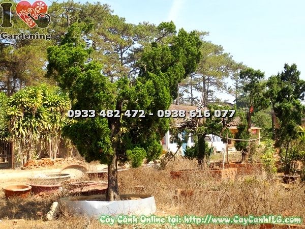 Cây tùng cổ thụ Ms 19958 dáng đẹp tại vườn ILG