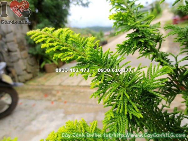 hình ảnh cây tùng kim cương ms 13573 tại vườn ILG