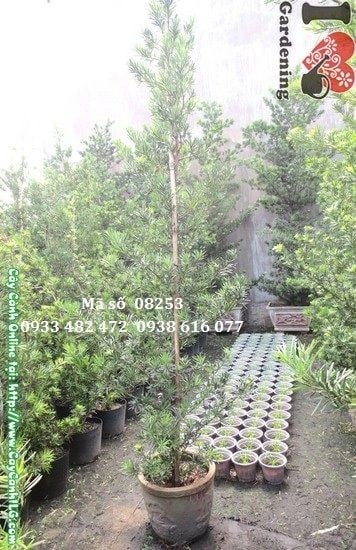 Cây Tùng La Hán Cắt Tháp 3.5m - dáng tháp uy nghi, thân thẳng khỏe