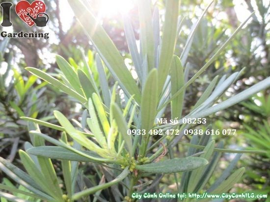 Cây Tùng La Hán Cắt Tháp 3.5m - phù hợp công trình cảnh quan lớn