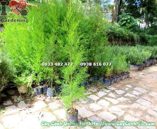 Cây tùng liễu giống cao 1m – dáng thân thẳng, lá kim mềm mại