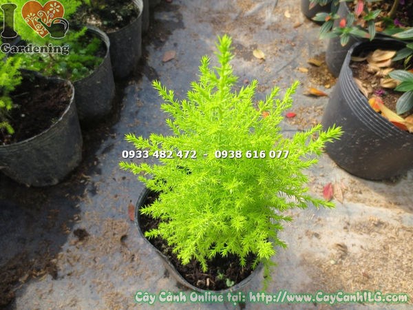 hình ảnh cây tùng thơm cao 20cm giống Ms 13592