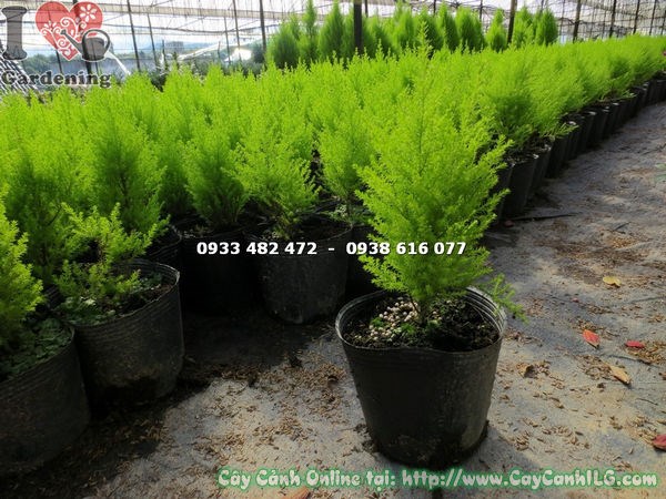 chăm sóc cây tùng thơm cao 20cm đúng kỹ thuật
