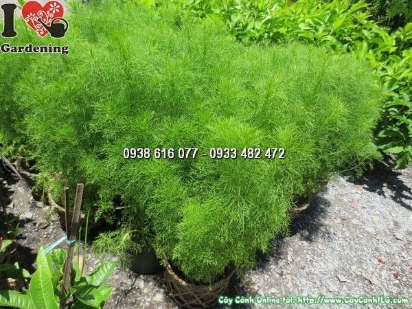Cây tùng thơm cao 50cm – dáng chóp tháp đẹp tự nhiên tại ILG
