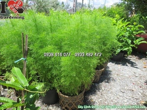 Cây tùng thơm 50cm – lá xanh lục pha vàng, tinh dầu thơm tự nhiên