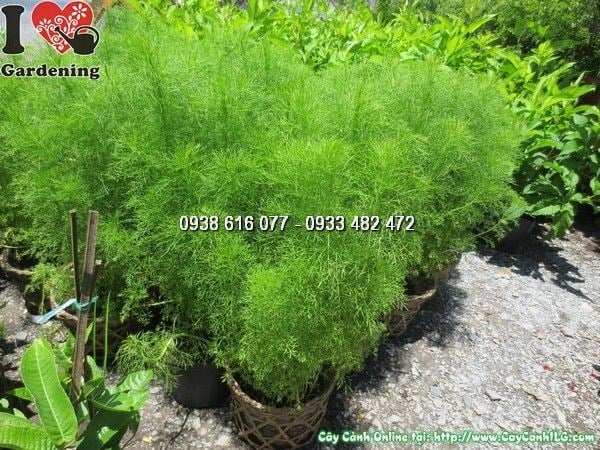 Cây tùng thơm cao 50cm – dáng cây đẹp, phù hợp trồng hàng rào cảnh quan