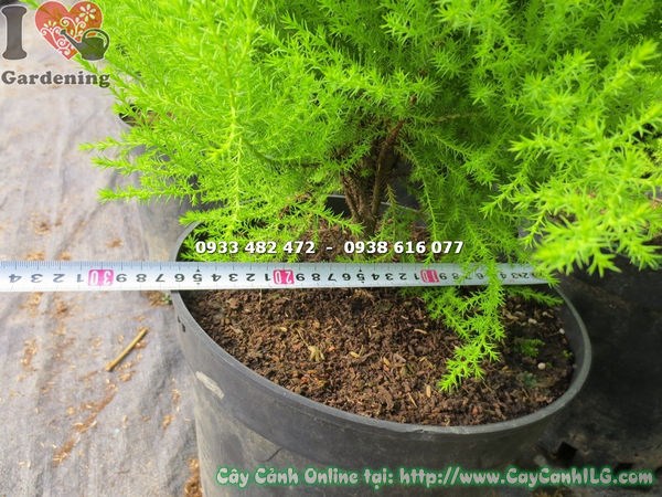 Cây tùng thơm xanh tốt tại vườn ILG