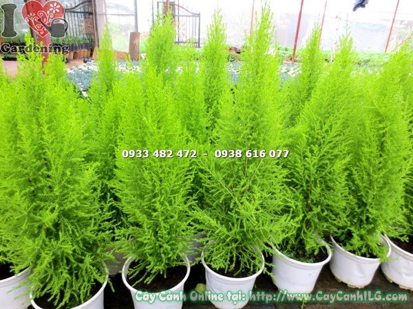 Cây tùng thơm làm cảnh quan sân vườn đẹp