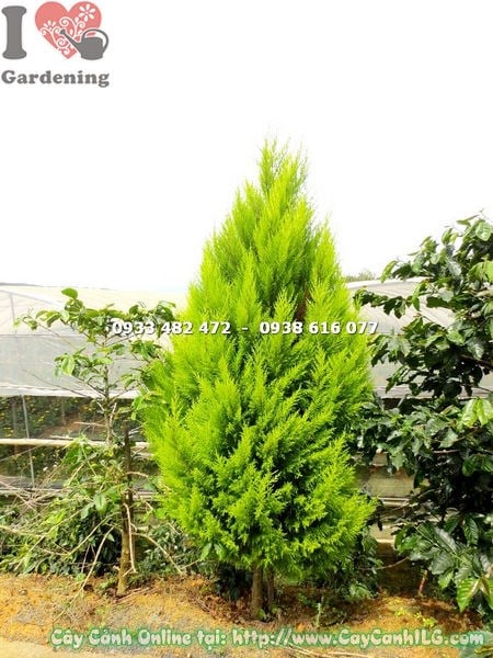 Cây tùng thơm gốc lớn cao 2m – hình dáng tháp tự nhiên sang trọng