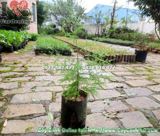 Cây tùng thơm rừng giống cao 50cm dáng tháp tự nhiên – Ms 15324