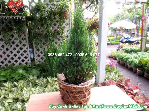 Cây tùng xà 40cm tại vườn ILG – cây khỏe, tán đẹp, sẵn sàng giao