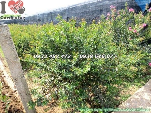 Cây tường vi hoa đỏ tán tròn cao 1m2 - cảnh quan công trình