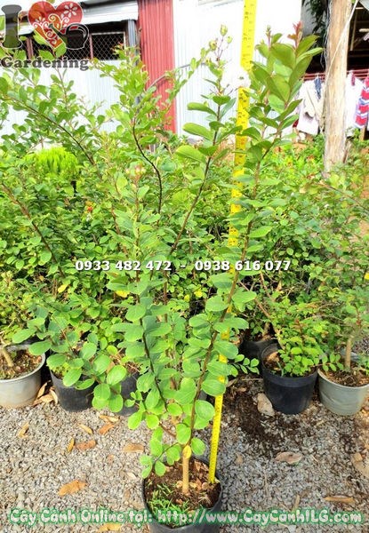 Hoa tường vi trắng nở rộ – cây cao 80cm Ms 18261