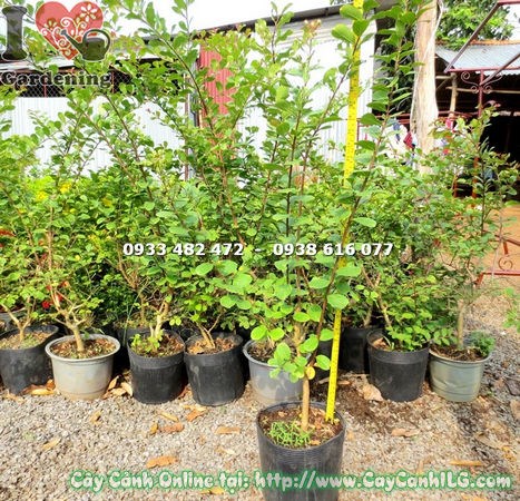 Cây tường vi hoa trắng 80cm – dáng cây đẹp tại vườn ILG