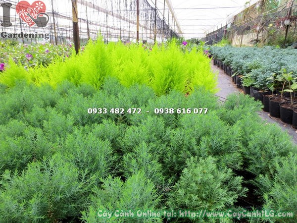 Bảng xử lý sâu bệnh cây tuyết nhung tùng